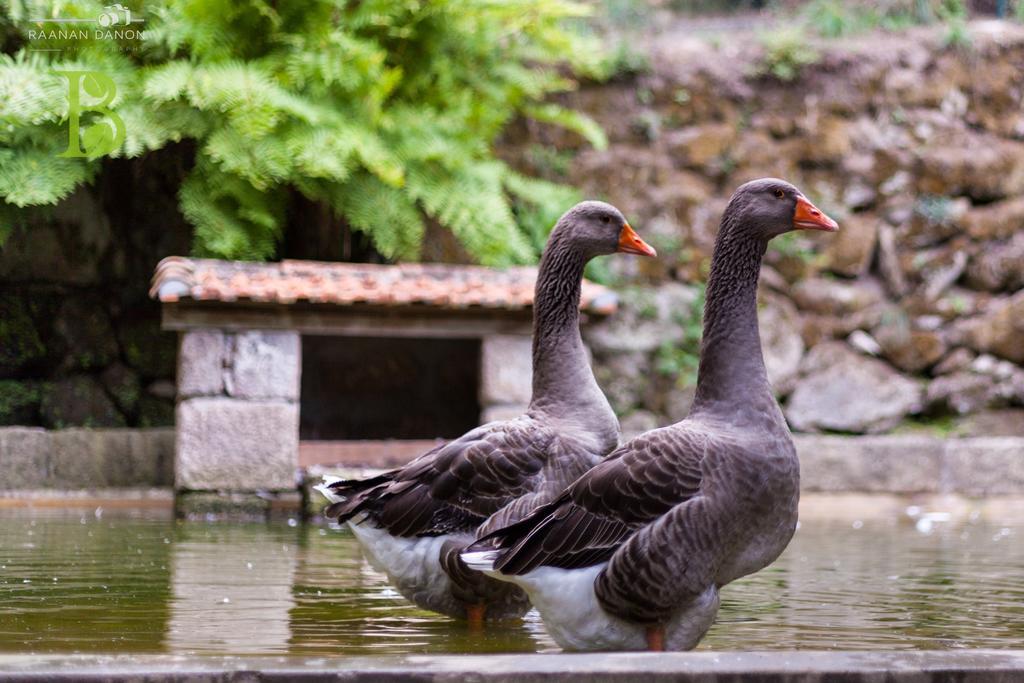 Quinta Da Bouca - Agroturismo Pacos de Gaiolo Værelse billede
