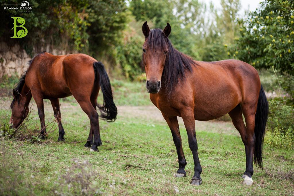 Quinta Da Bouca - Agroturismo Pacos de Gaiolo Værelse billede